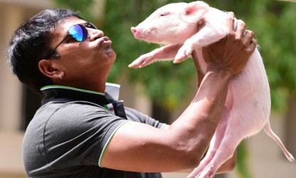 Ravi Babu's new film with pig